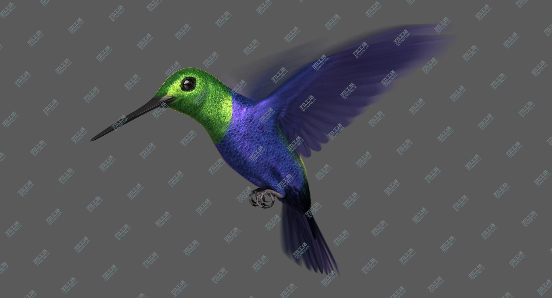 images/goods_img/202104092/Green-Crowned Woodnymph Hummingbird (Animated) model/4.jpg